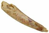 Fossil Pterosaur (Siroccopteryx) Tooth - Morocco #354854-1